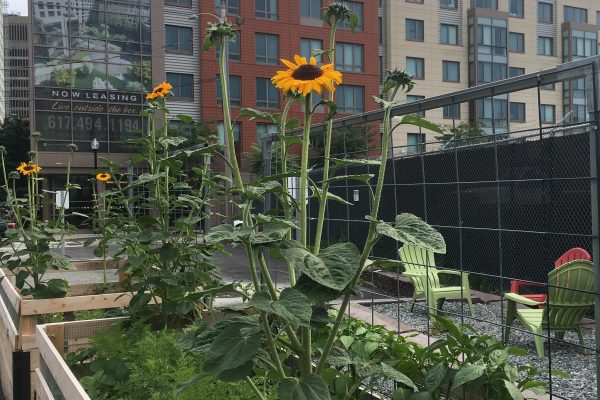 Kendall Community Garden