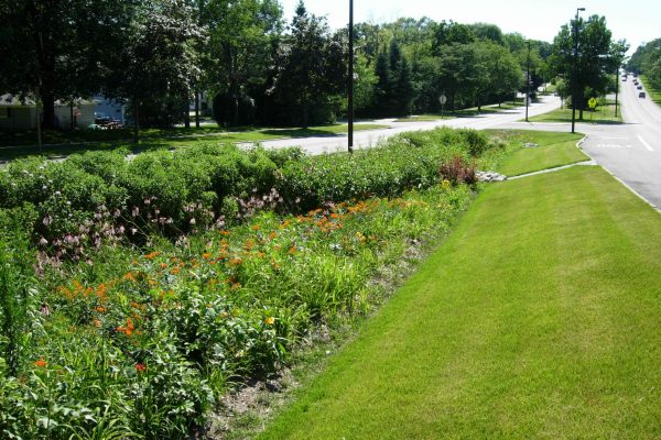 A bioswale in the median of a road is full of plants to absorb rainwater.