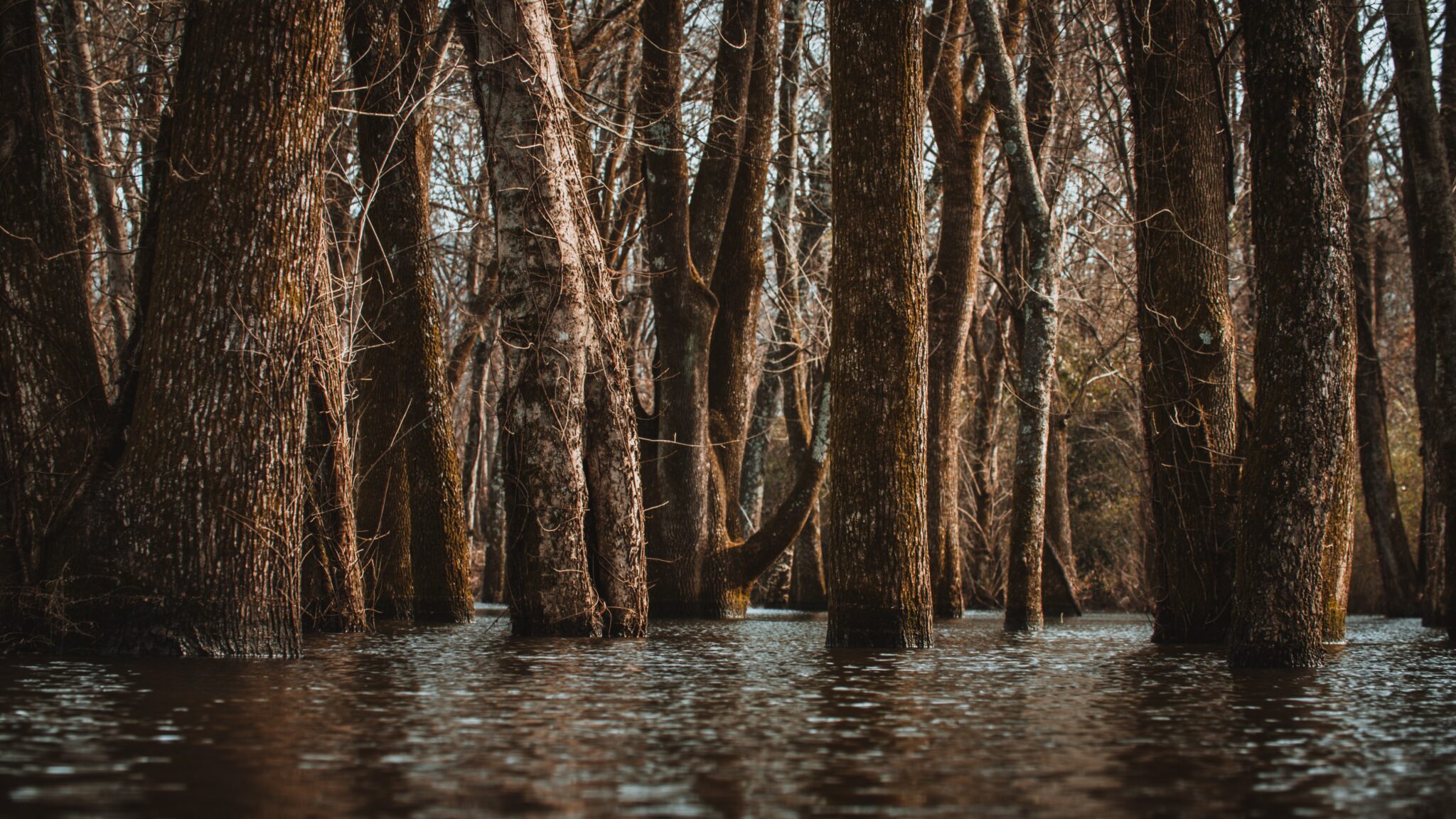 A photo of tree trunks in a lake with water.