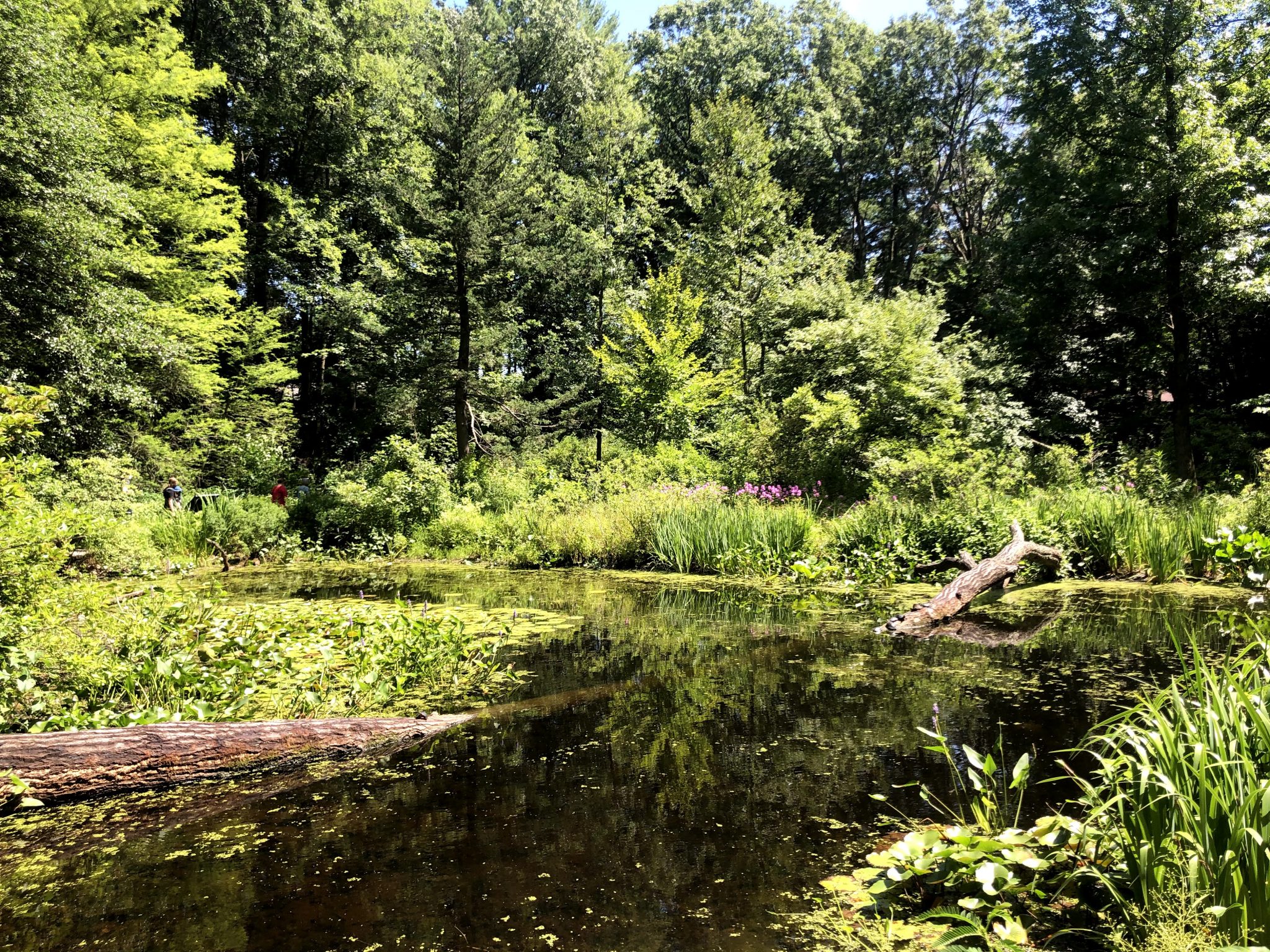 Body of water in a forest
