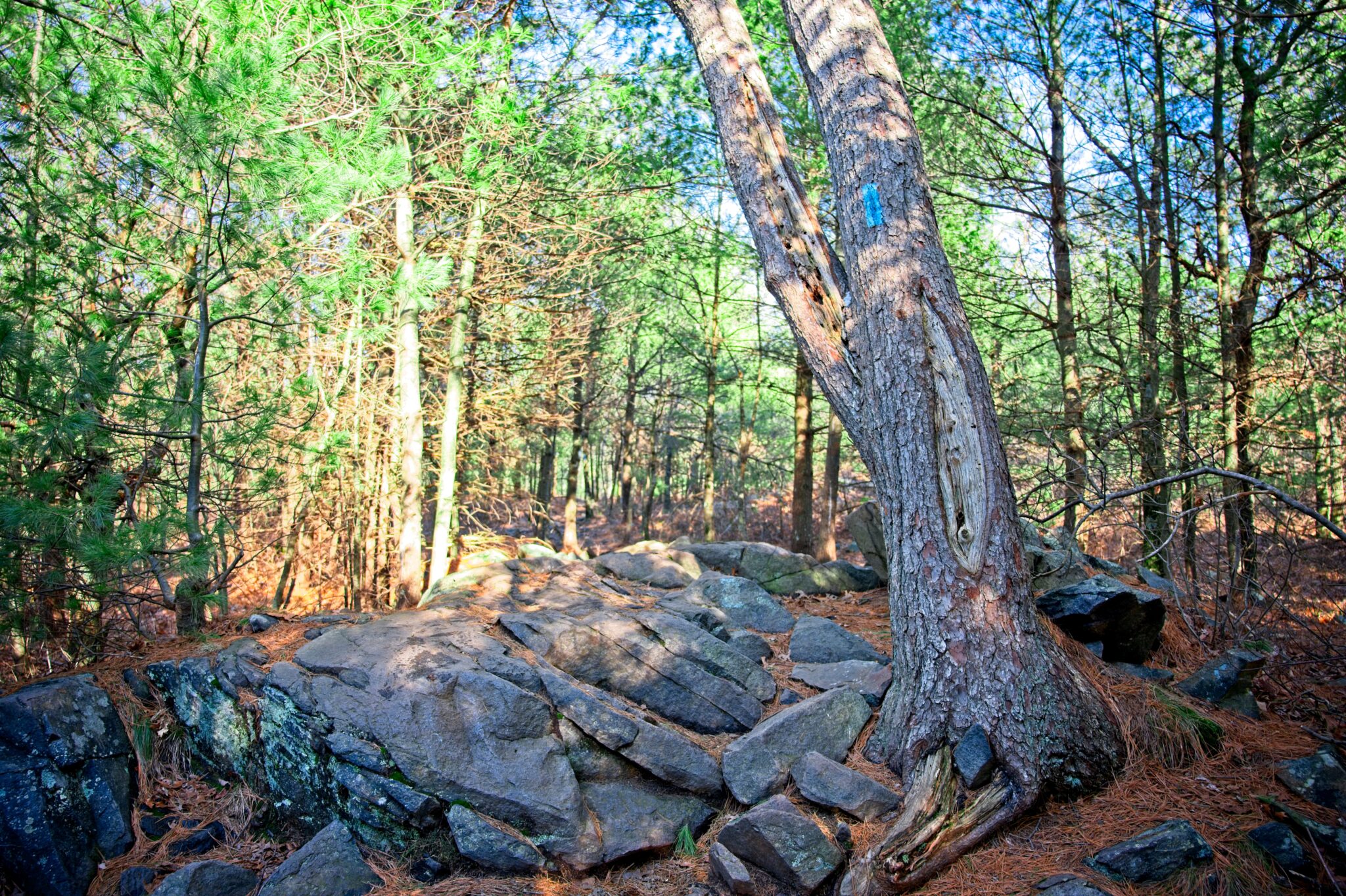 Image is of a tall tree among other trees and grey rocks in Blue Hills, Massachusetts.