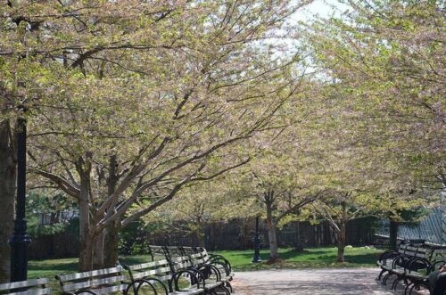 A walkway lined with trees full of white and green blossoms over a circular row of benches in Lincoln Common and Anderson Field in Malden, MA.